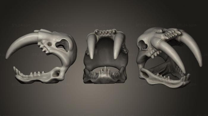Анатомия скелеты и черепа (Саблезубый Череп, ANTM_0038) 3D модель для ЧПУ станка